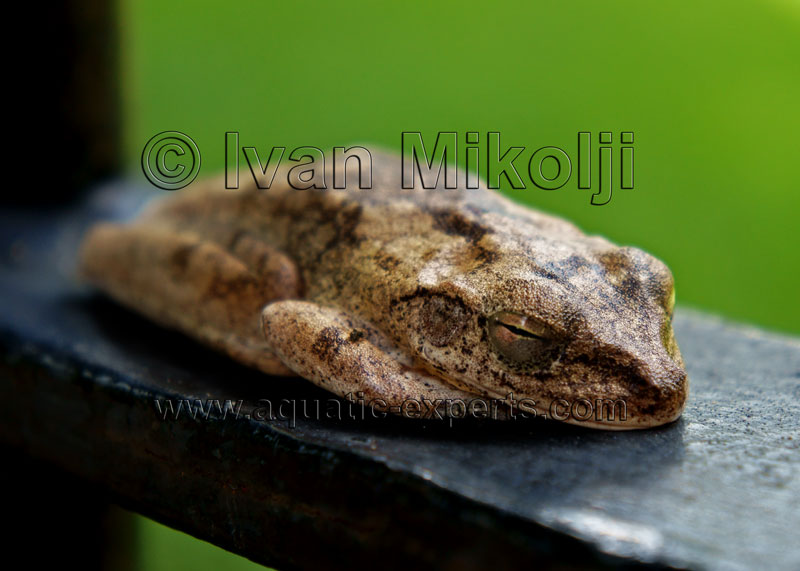 treefrog habitat